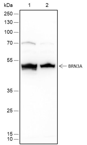 Anti-BRN3A Rabbit mAb