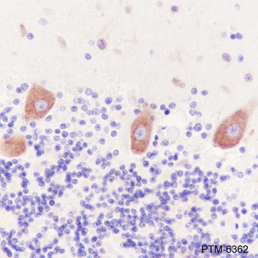 Anti-BRN3A Rabbit mAb
