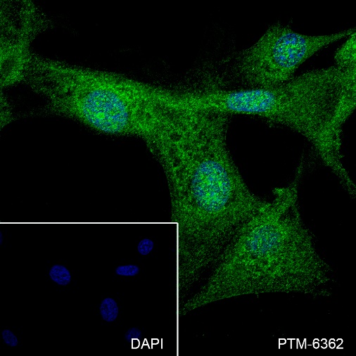 Anti-BRN3A Rabbit mAb
