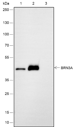 Anti-BRN3A Rabbit mAb
