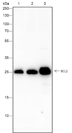 Anti-Bcl-2 Rabbit mAb