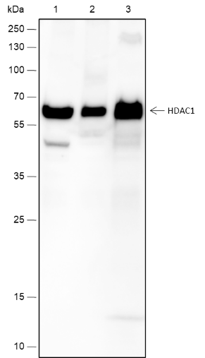 Anti-HDAC1 Rabbit mAb