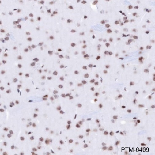 Anti-HDAC1 Rabbit mAb
