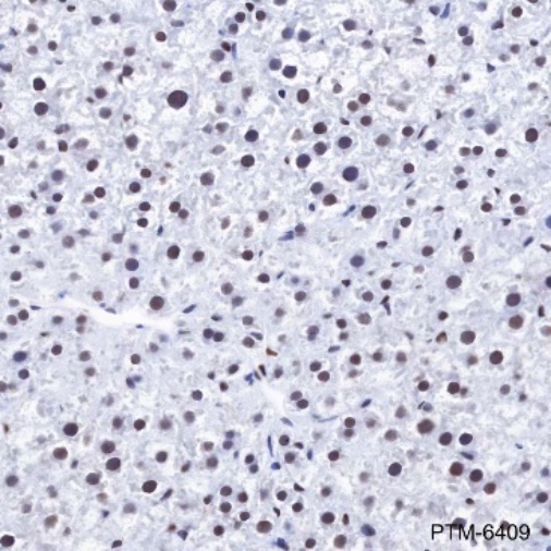 Anti-HDAC1 Rabbit mAb