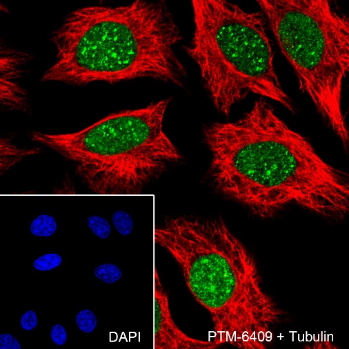 Anti-HDAC1 Rabbit mAb