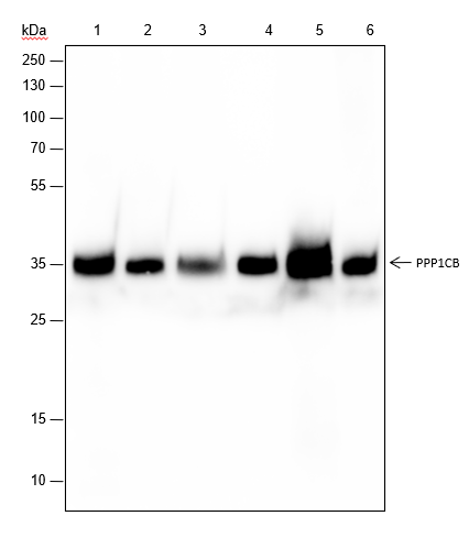 Anti-PPP1CB Rabbit mAb