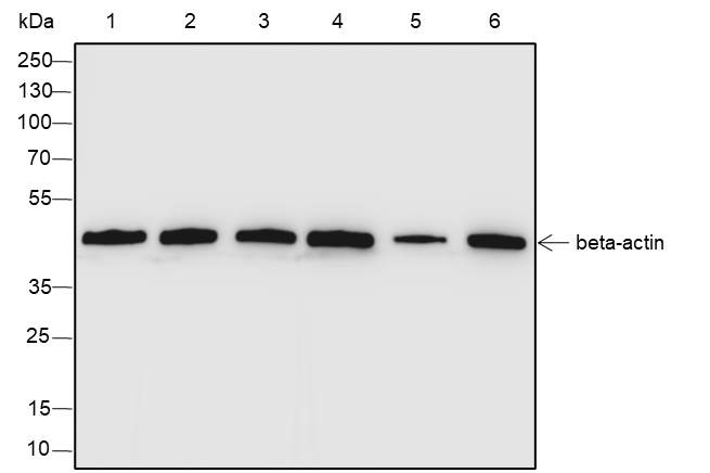 Anti-beta Actin Rabbit mAb