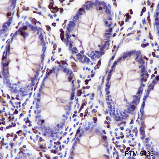 Anti-beta Actin Rabbit mAb