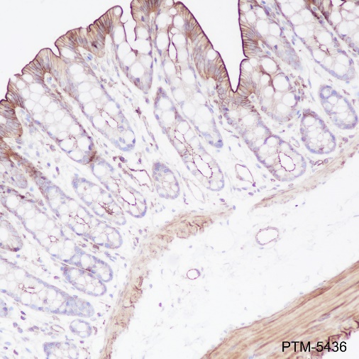 Anti-beta Actin Rabbit mAb