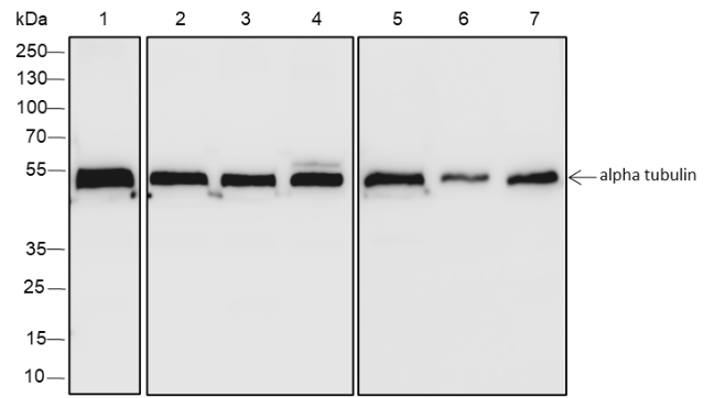 Anti-alpha Tubulin Rabbit mAb
