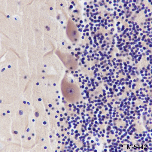 Anti-alpha Tubulin Rabbit mAb