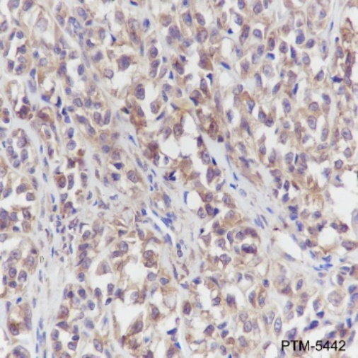 Anti-alpha Tubulin Rabbit mAb