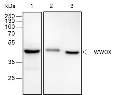 Anti-WWOX Rabbit mAb