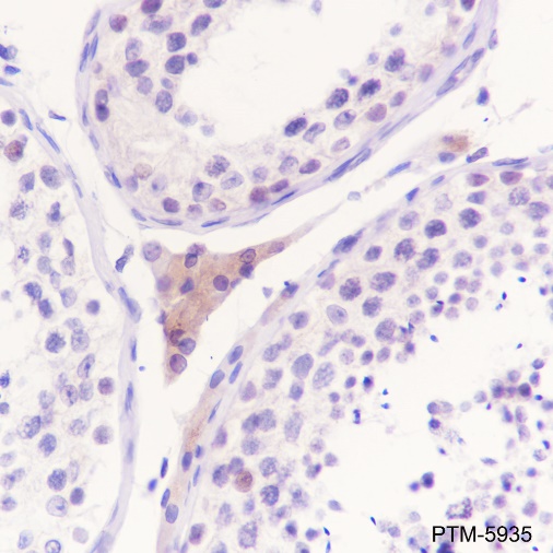 Anti-WWOX Rabbit mAb