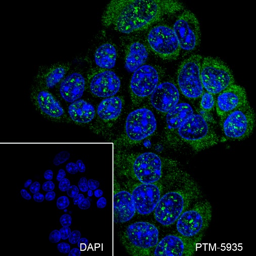 Anti-WWOX Rabbit mAb