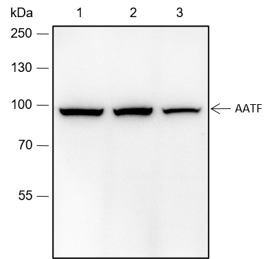 Anti-AATF Rabbit mAb