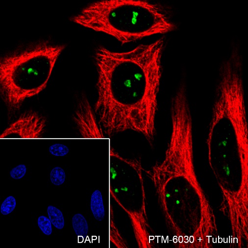 Anti-AATF Rabbit mAb