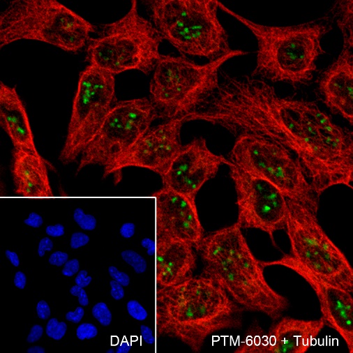 Anti-AATF Rabbit mAb