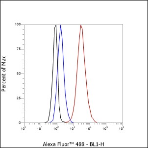Anti-PAK3 Rabbit mAb