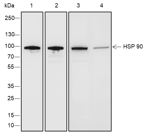 Anti-HSP90 beta Rabbit mAb