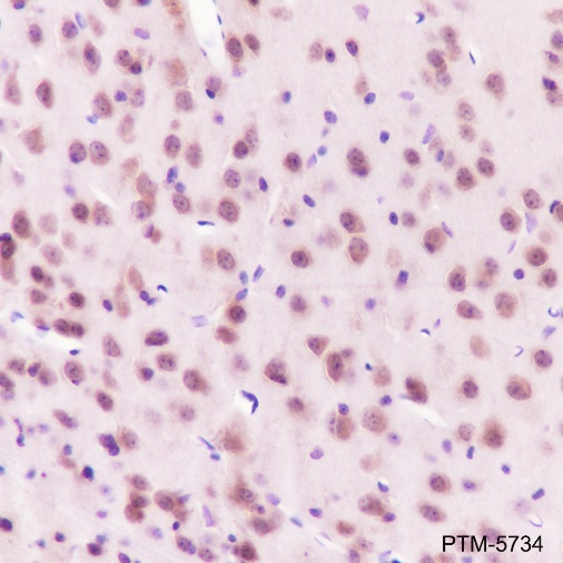 Anti-HSP90 beta Rabbit mAb