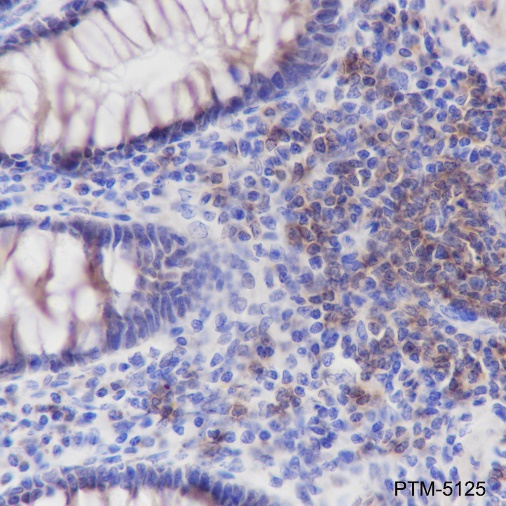 Anti-CD21 Rabbit mAb