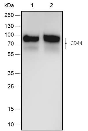 Anti-CD44 Rabbit mAb
