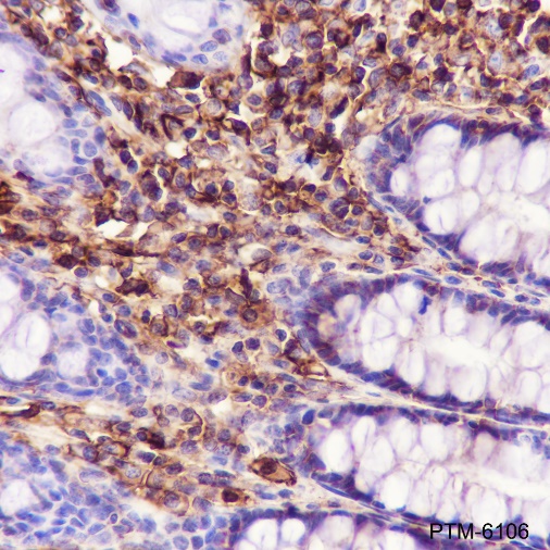 Anti-CD44 Rabbit mAb