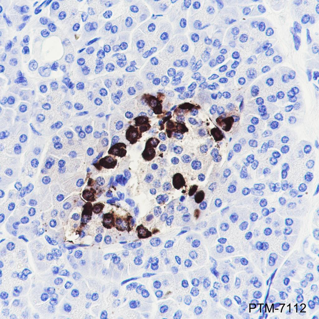 Anti-Glucagon Rabbit mAb