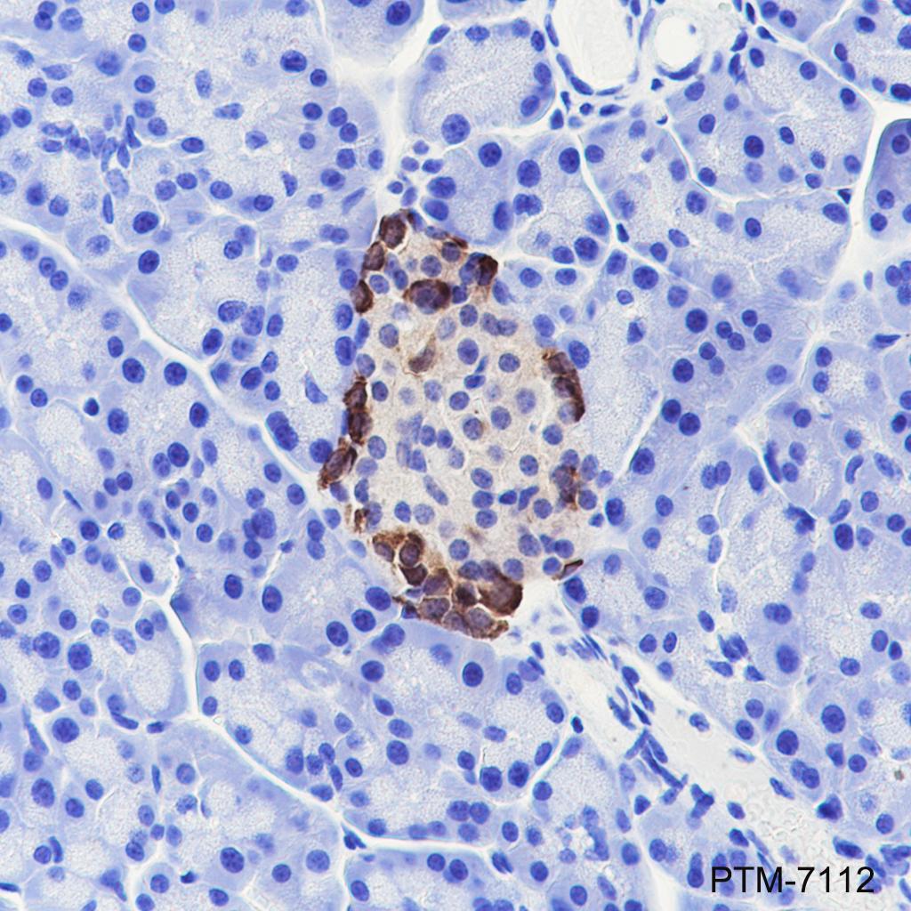 Anti-Glucagon Rabbit mAb