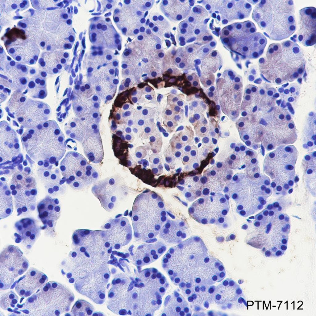 Anti-Glucagon Rabbit mAb