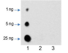 Anti-Crotonyllysine Rabbit pAb