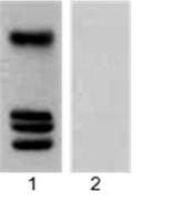 Anti-Crotonyllysine Rabbit pAb