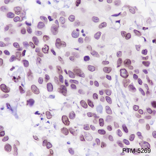 Anti-FBXW7 Rabbit mAb