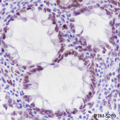 Anti-FBXW7 Rabbit mAb