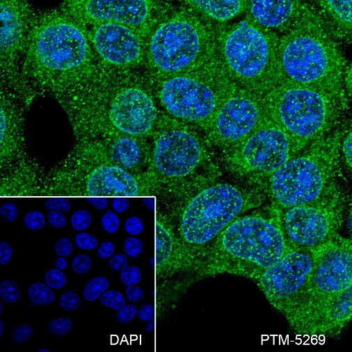 Anti-FBXW7 Rabbit mAb