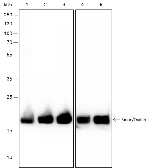 Anti-Smac/Diablo Rabbit mAb