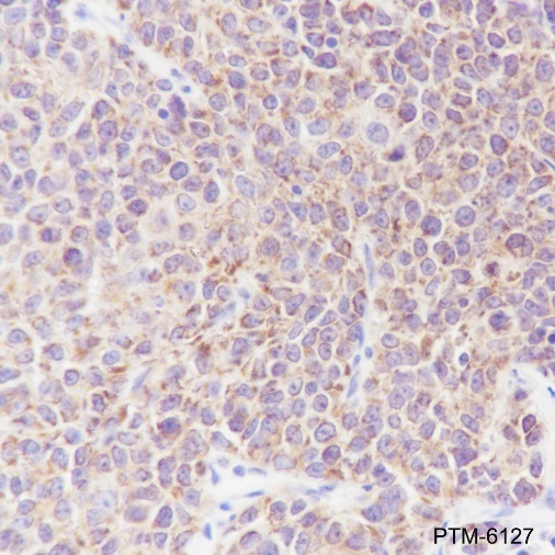 Anti-Smac/Diablo Rabbit mAb