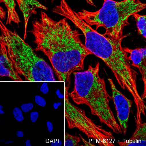 Anti-Smac/Diablo Rabbit mAb