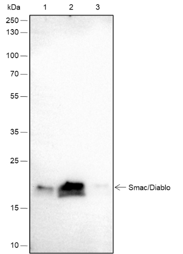 Anti-Smac/Diablo Rabbit mAb