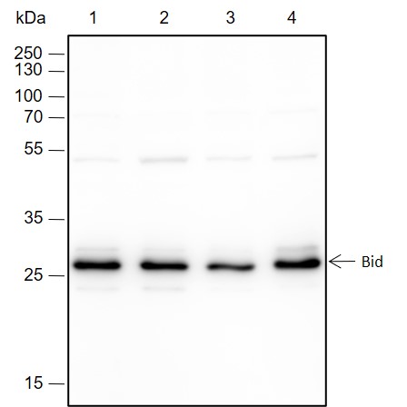 Anti-BID Rabbit mAb