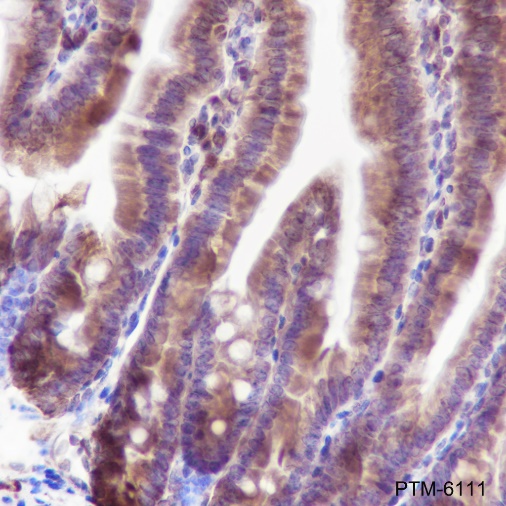 Anti-BID Rabbit mAb