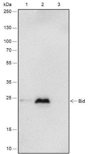 Anti-BID Rabbit mAb