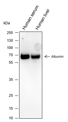 Anti-Albumin Mouse mAb