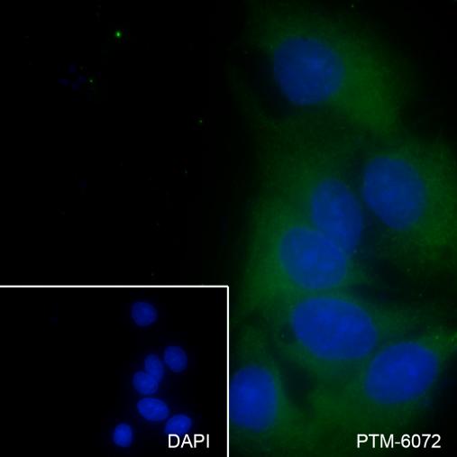 Anti-Albumin Mouse mAb