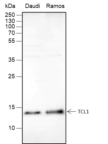 Anti-TCL1 Rabbit mAb