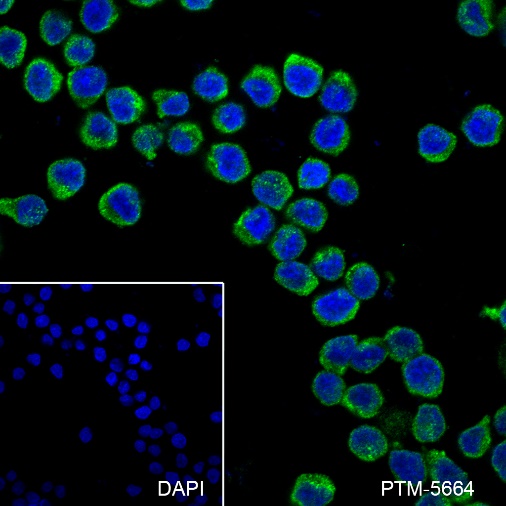 Anti-TCL1 Rabbit mAb