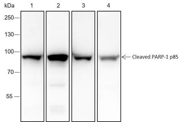 Anti-Cleaved PARP1 p85 Rabbit mAb