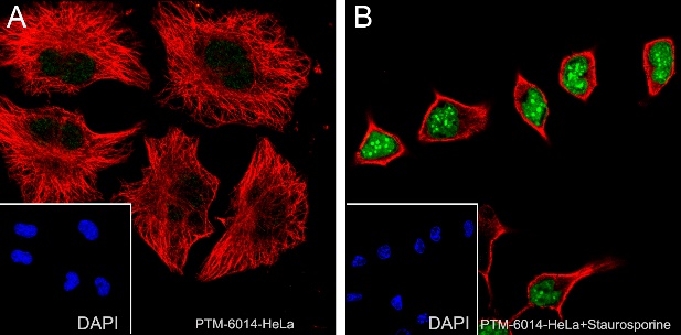 Anti-Cleaved PARP1 p85 Rabbit mAb