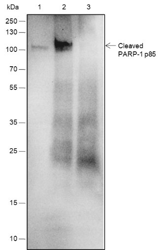 Anti-Cleaved PARP1 p85 Rabbit mAb